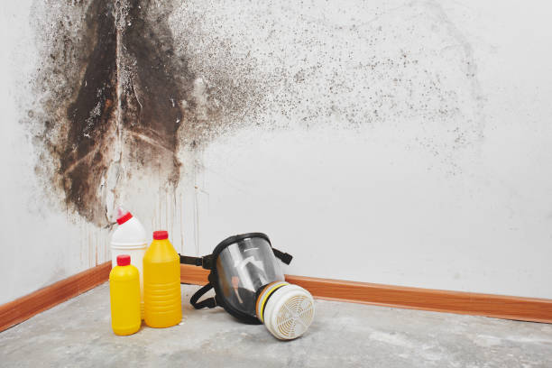 Best Emergency Mold Removal  in Middletown, OH