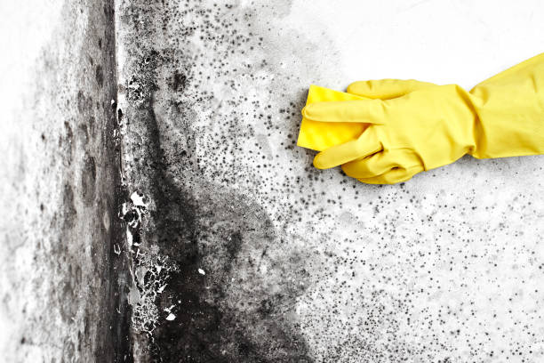Best Affordable Mold Removal  in Middletown, OH