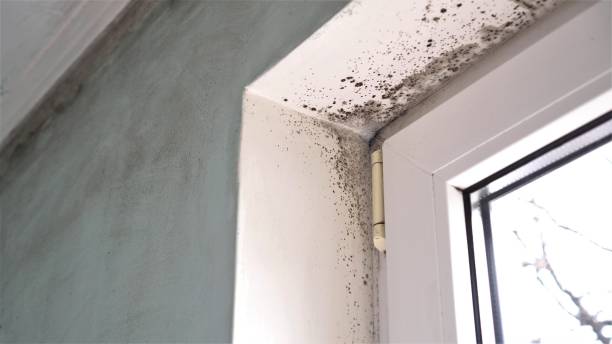 Best Commercial Mold Removal  in Middletown, OH