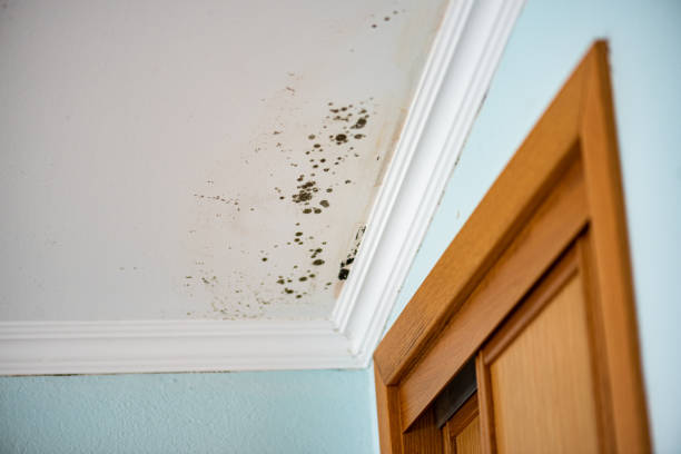 Best Toxic Mold Removal  in Middletown, OH
