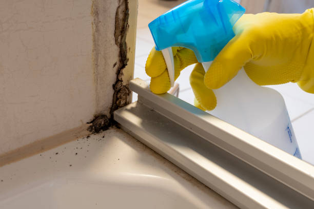 Best Mold Removal Company Near Me  in Middletown, OH