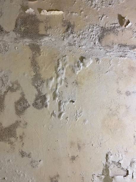Mold Removal Process in Middletown, OH