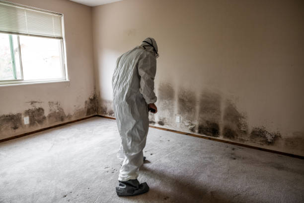 Best Home Mold Removal  in Middletown, OH