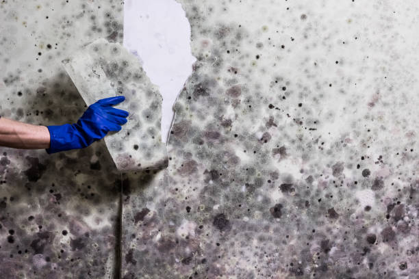 Best Fast Mold Removal  in Middletown, OH
